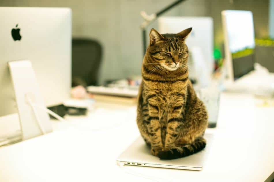 Why Do Cats Like To Lay On Paper Decoding Kitty Behavior Pet Zesty