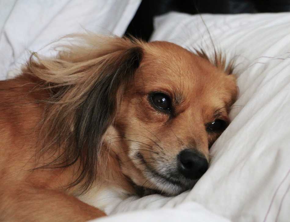 why does my dog lick the sheets