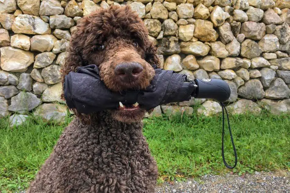 3. How to Groom a Standard Poodle: Step-by-Step Guide for Different Haircuts - wide 2